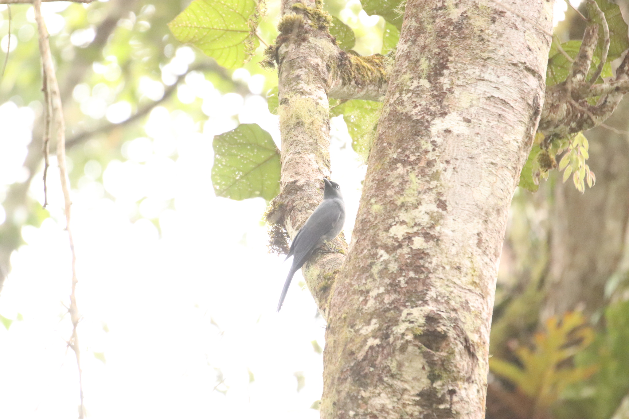 Cerulean Cuckooshrike (Coracina temminckii), photo 2