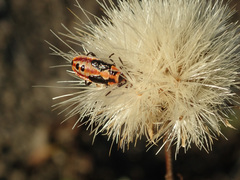 Lygaeus equestris