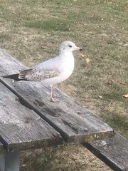 Larus delawarensis