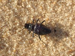 Tenebrionidae