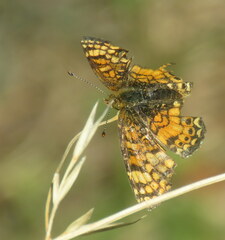 Phyciodes mylitta