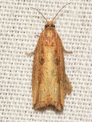 Bactra
