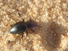Tenebrionidae