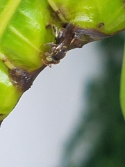 Nannotrigona perilampoides