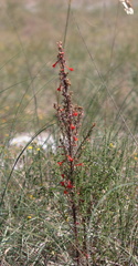 Ipomopsis rubra