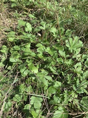 Ranunculus fascicularis