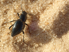 Tenebrionidae
