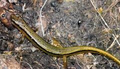 Eurycea wilderae