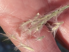 Bothriochloa barbinodis