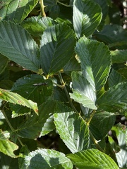 Rubus cuneifolius
