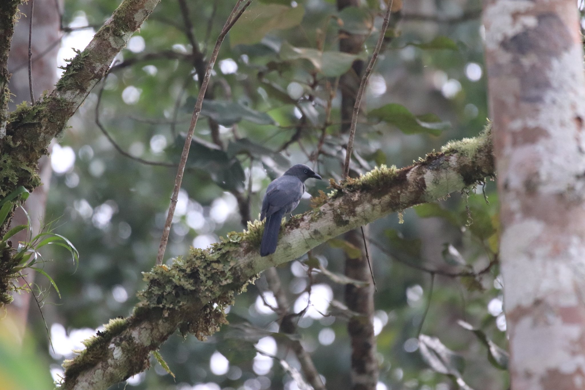 Cerulean Cuckooshrike (Coracina temminckii), photo 1