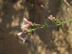 Asperula graveolens
