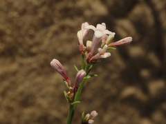 Asperula graveolens