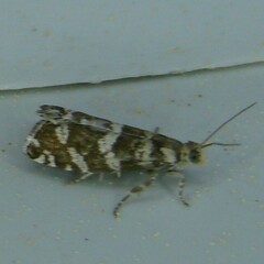 Epinotia tedella