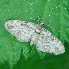 Eupithecia tantillaria