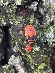 Pyrrhocoris apterus
