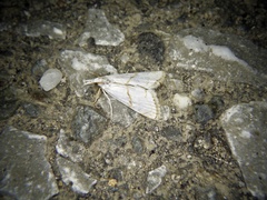 Pseudargyria interruptella