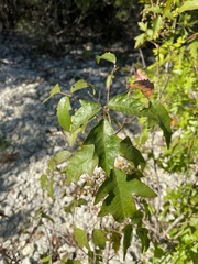 Quercus buckleyi