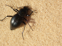 Tenebrionidae