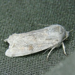 Orthosia incerta
