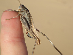 Platycleis albopunctata