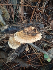 Trametes lactinea