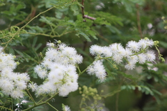 Mimosa acantholoba