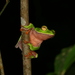 Green Flying Frogs - Photo (c) Hong, some rights reserved (CC BY-NC), uploaded by Hong
