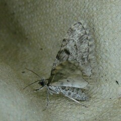 Eupithecia tantillaria