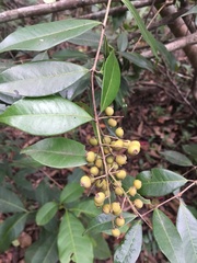 Myrcia
