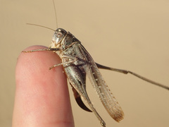 Platycleis albopunctata
