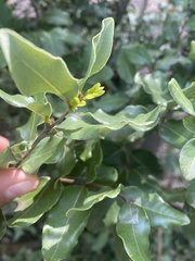 Cryptocarya alba