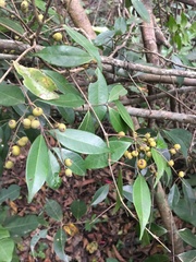 Myrcia