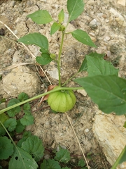 Physalis philadelphica