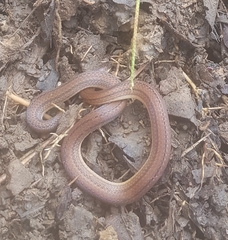 Atractus trilineatus