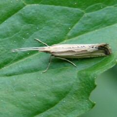 Plutella porrectella