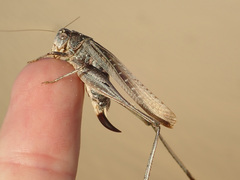 Platycleis albopunctata