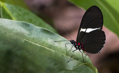 Heliconius sara magdalena