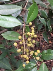 Myrcia