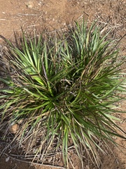 Eryngium paniculatum