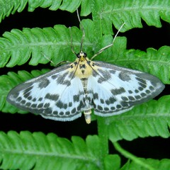 Anania hortulata