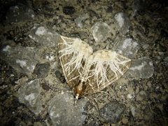 Evecliptopera illitata illitata