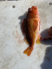 Sebastes rosenblatti