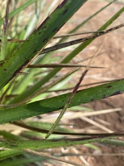 Eryngium paniculatum