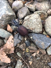 Scaphinotus angusticollis