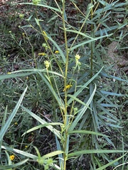 Helianthus angustifolius