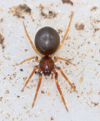 Trachelidae