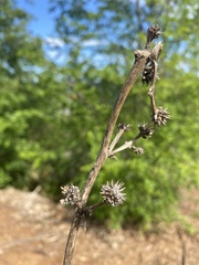 Eryngium paniculatum