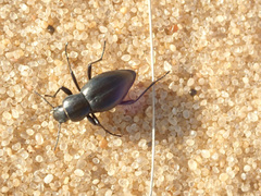 Tenebrionidae
