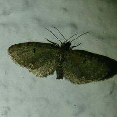 Eupithecia assimilata